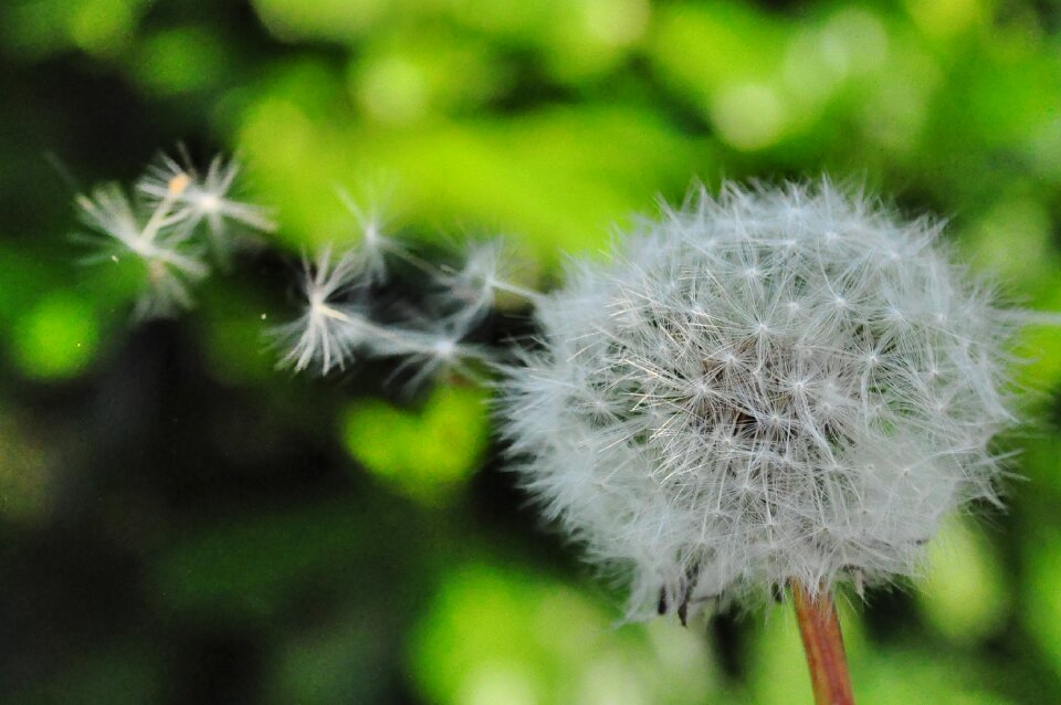 Wind nature flower