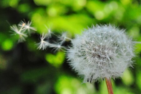 Wind nature flower