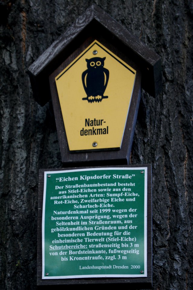 Dresden eichen kipsdorfer strasse1