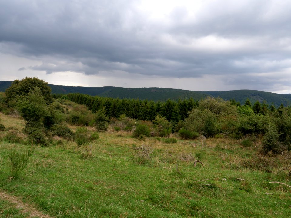 Dreiborner Hochfläche in September 2019 15