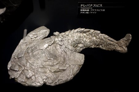 Drepanaspis sp. - National Museum of Nature and Science, Tokyo - DSC07765