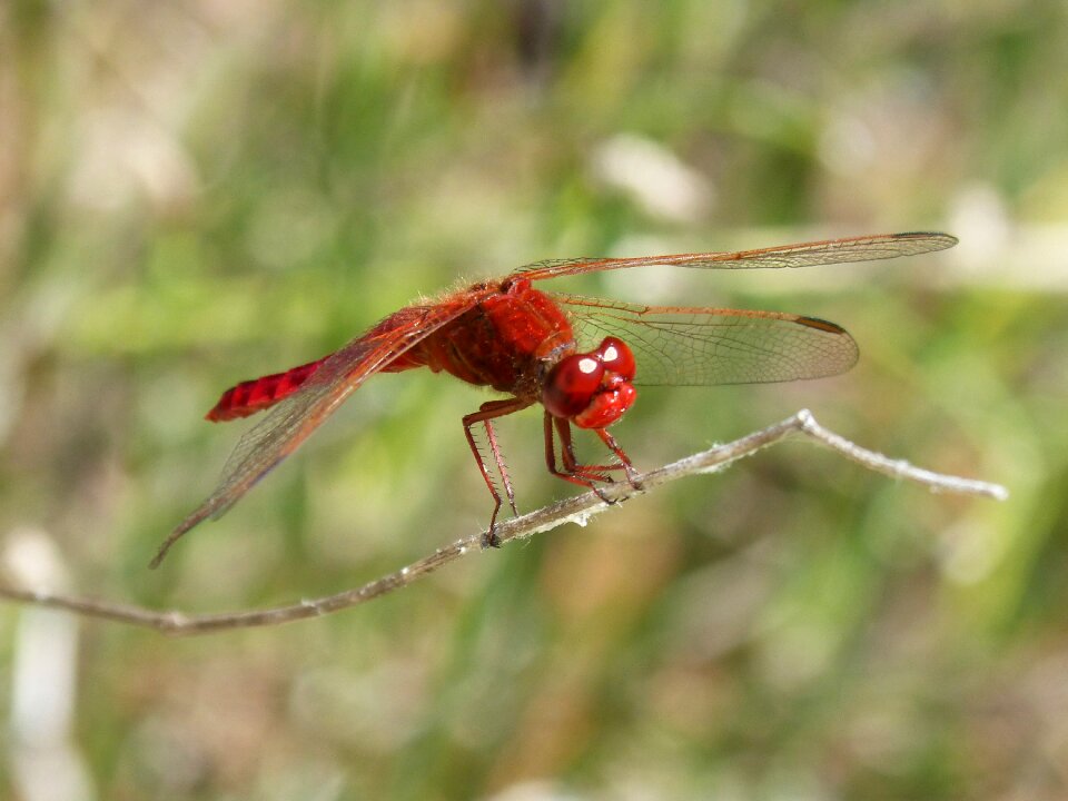 Winged insect sympetrum fonscolombii pixaví
