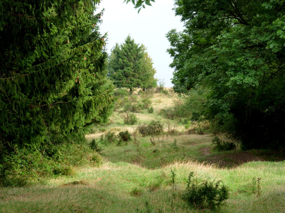 Dreiborner Hochfläche in September 2019 28