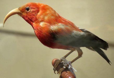 Drepanis coccinea ('I'iwi), Bishop Museum, Honolulu