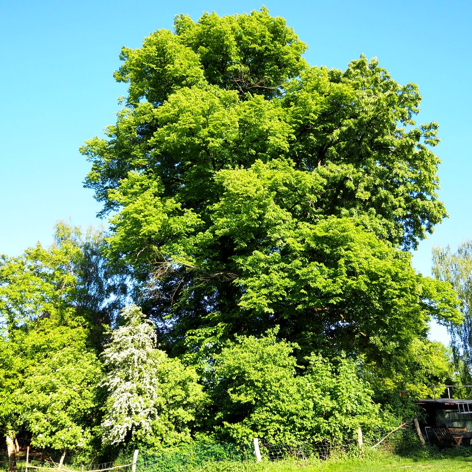 Drei.Winterlinden.Naturdenkmal.6-12B.Alt.Lankwitz.55