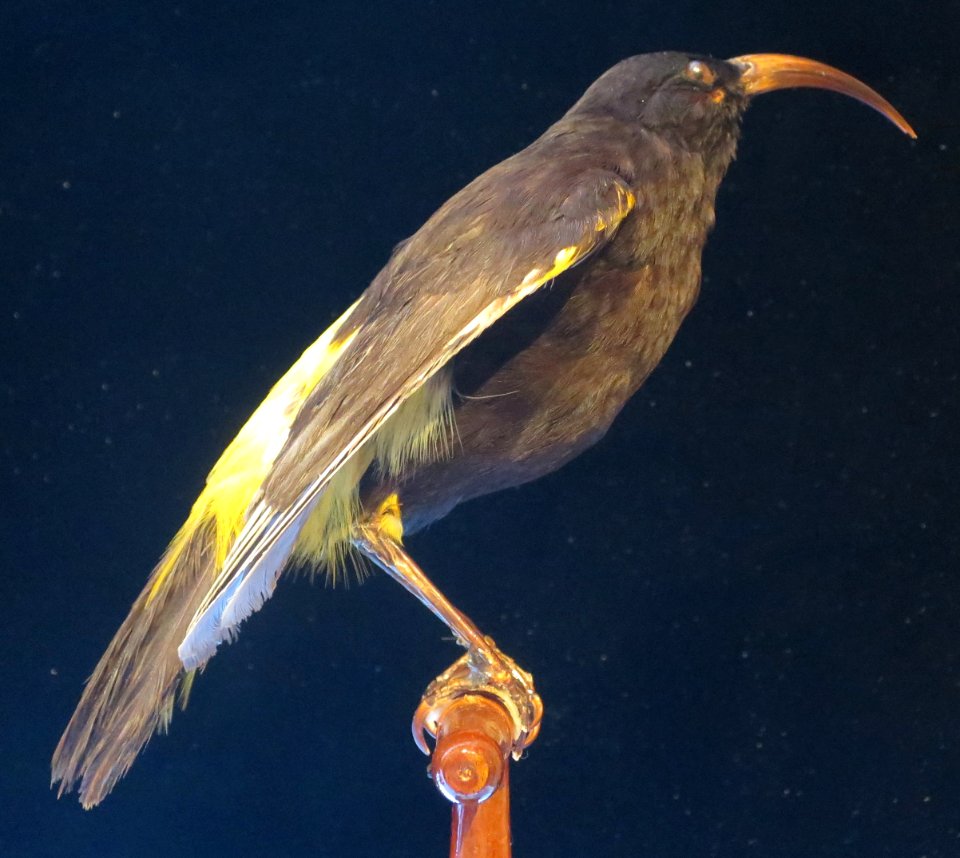 Drepanis pacifica (Gmel.), Bishop Museum, Honolulu