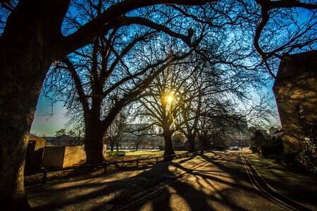 Shadows trees street photo