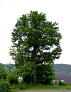Dorfweil, Eiche an der Familienheimstätte (1)