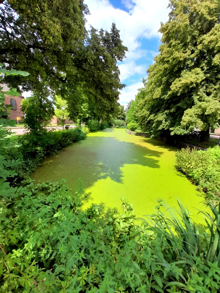 Dorfteich Döblitz 2021