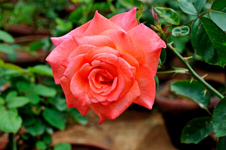 Orange colour floral red rose photo