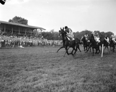 Draverijen kamp van Nederland Duindigt St leger ren, Bestanddeelnr 909-8472