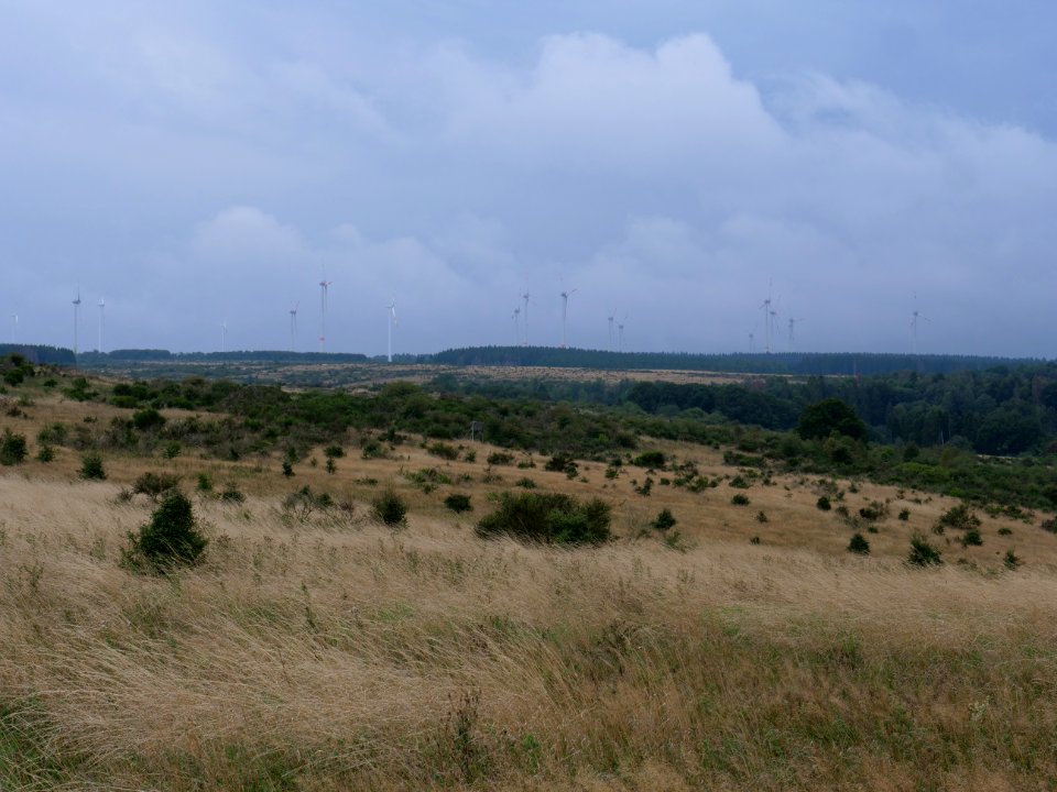 Dreiborner Hochfläche between Müsauelsberg and Leykaul in September 2019 11