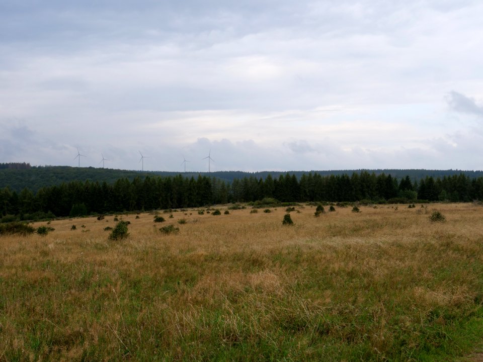 Dreiborner Hochfläche between Müsauelsberg and Leykaul in September 2019 06