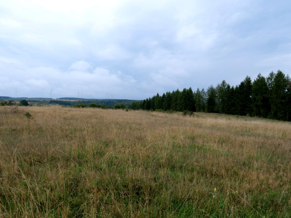 Dreiborner Hochfläche between Müsauelsberg and Leykaul in September 2019 14