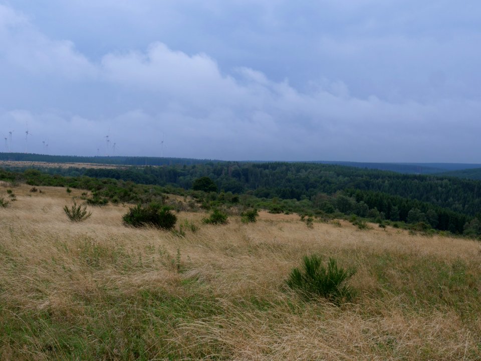 Dreiborner Hochfläche between Müsauelsberg and Leykaul in September 2019 05