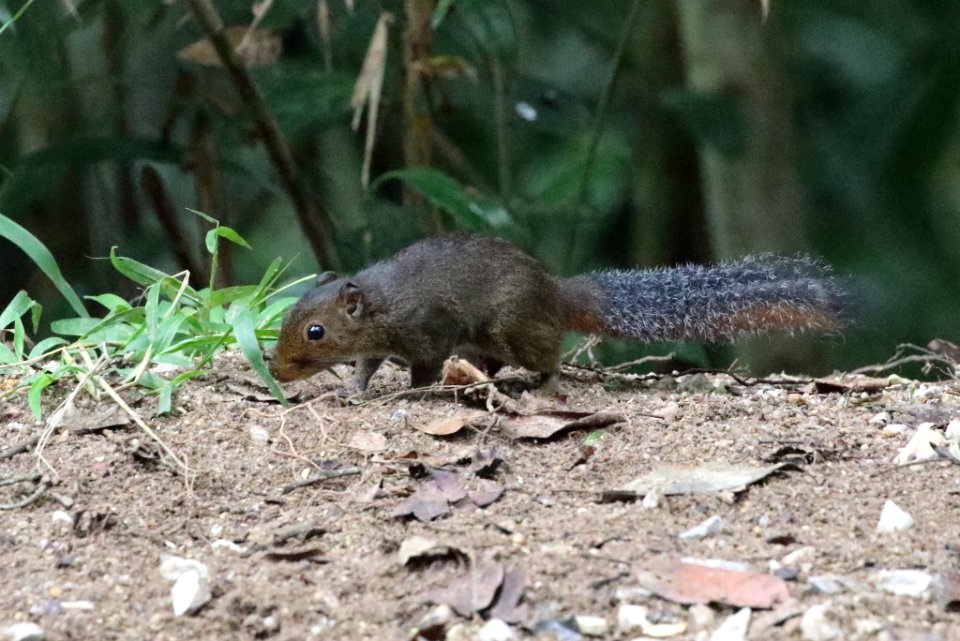 Dremomys rufigenis