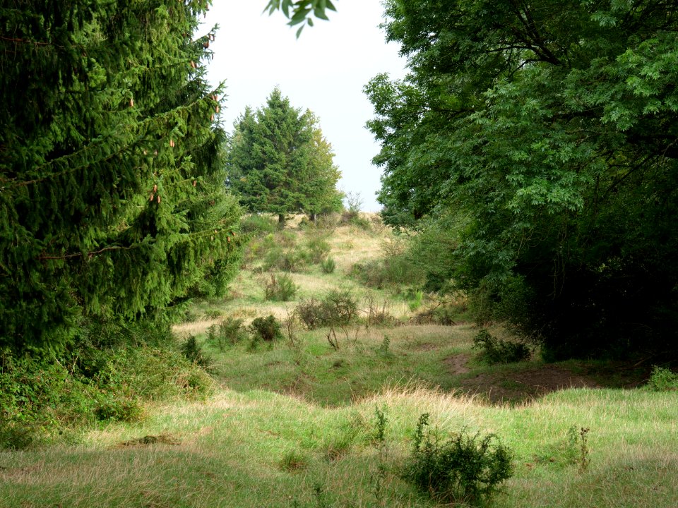 Dreiborner Hochfläche in September 2019 27