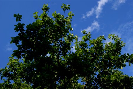 Dresden Apfelbaum Bellringrathstrasse 2