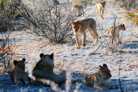 Africa safari pride of lions photo