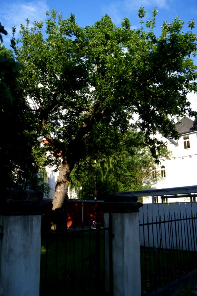 Dresden Apfelbaum Bellringrathstrasse 1