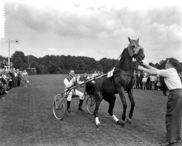 Draverij van Hollandse paarden om Gouden Zweep, R Hamming + paard (Willemarie G, Bestanddeelnr 911-4493