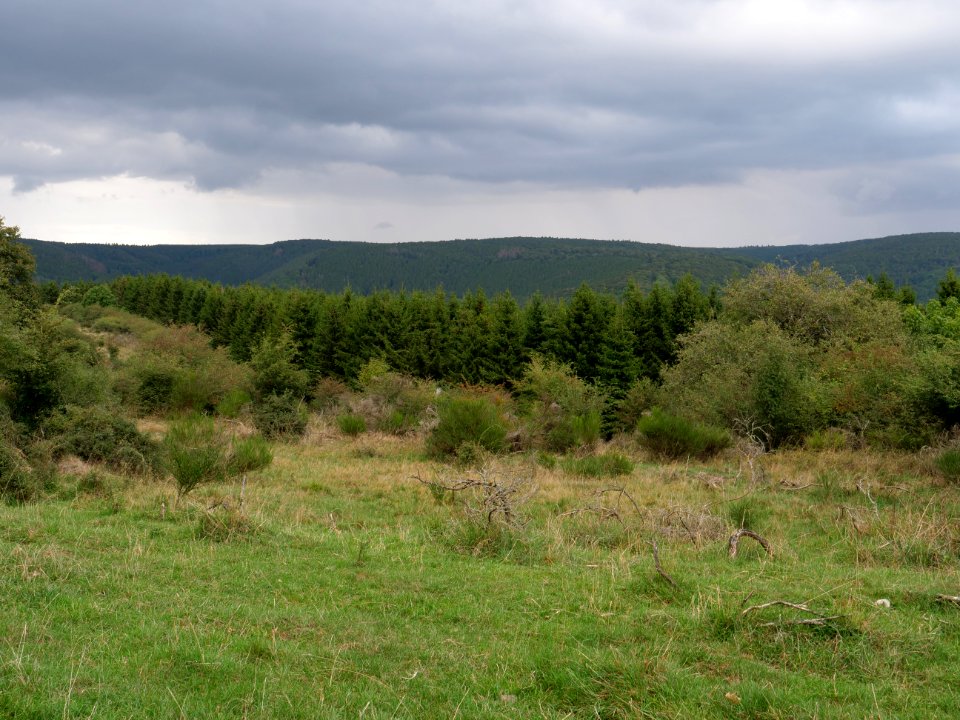 Dreiborner Hochfläche in September 2019 17