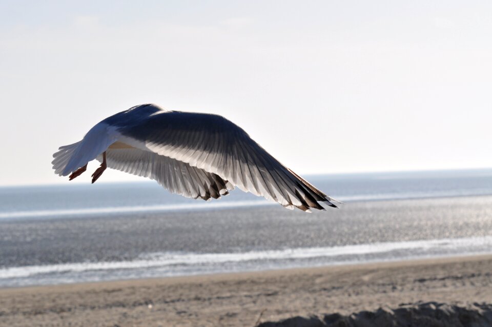 North sea birds sky