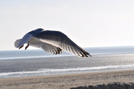 North sea birds sky photo