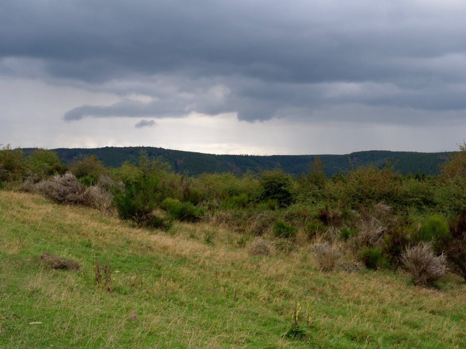 Dreiborner Hochfläche in September 2019 13