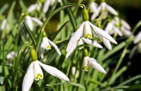 Signs of spring nature white photo