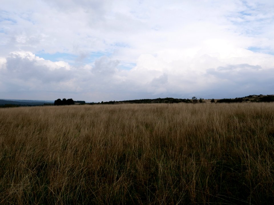 Dreiborner Hochfläche between Müsauelsberg and Leykaul in September 2019 15