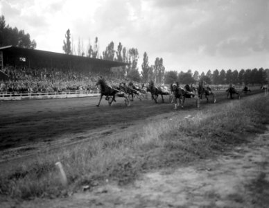 Draverijen op Mereveld, om amateurkampioenschap, eerste geheel links Zwelper eig, Bestanddeelnr 918-0496