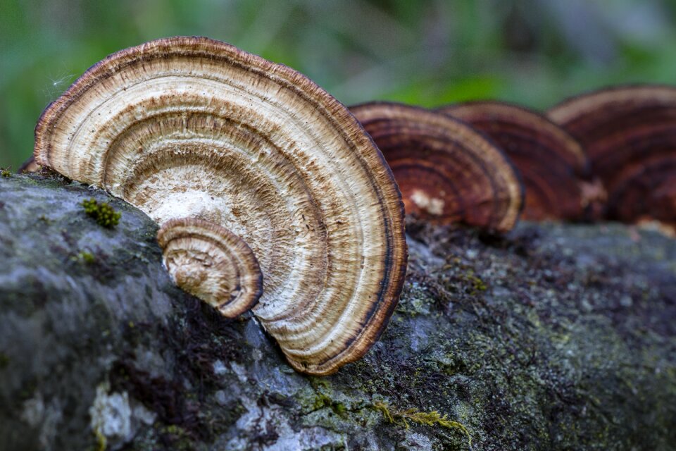 Tree fungi fungus plant photo