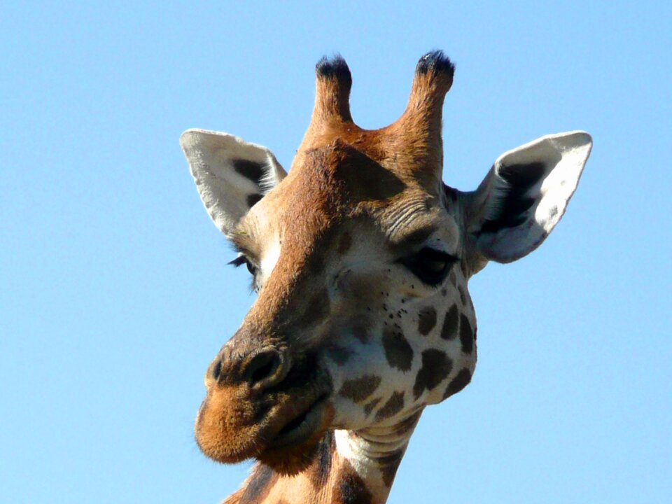 Wild wildlife africa