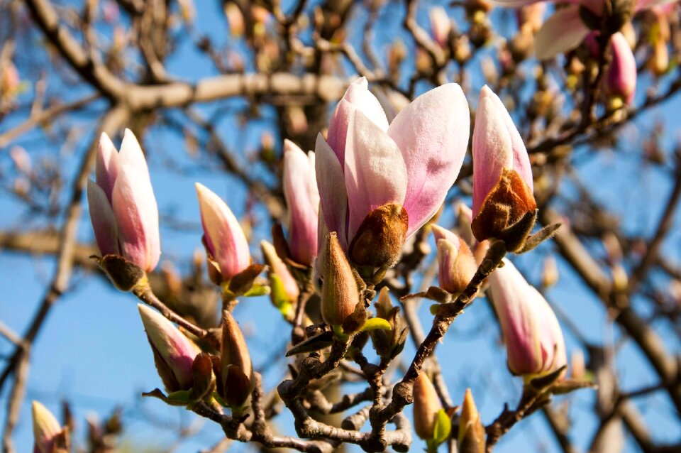 Spring nature garden