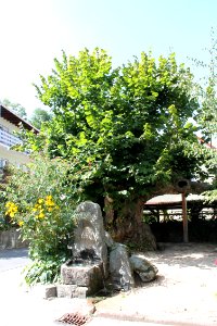 Dorflinde mit Brunnen in Malchen 01