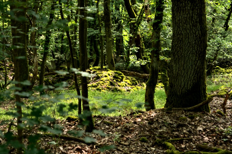 Dornburg Celtic Oppidum Stone pile