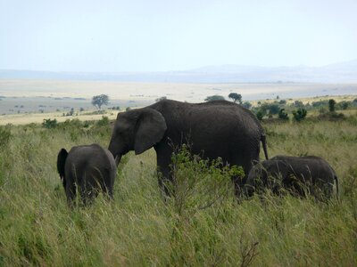 Mara africa wildlife photo
