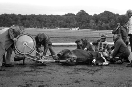 Draversinterland Nederland tegen Belgie op Duindigt, paard Garcon gevallen voor , Bestanddeelnr 926-7153