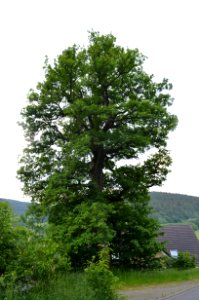 Dorfweil, Eiche an der Familienheimstätte
