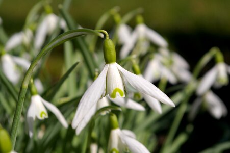 Signs of spring nature white