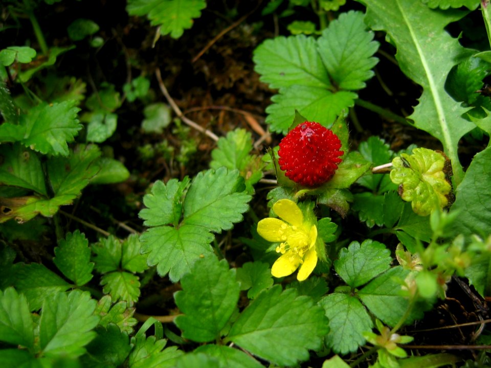 Duchesnea indica, 2015-05-29, Mount Lebanon, 01