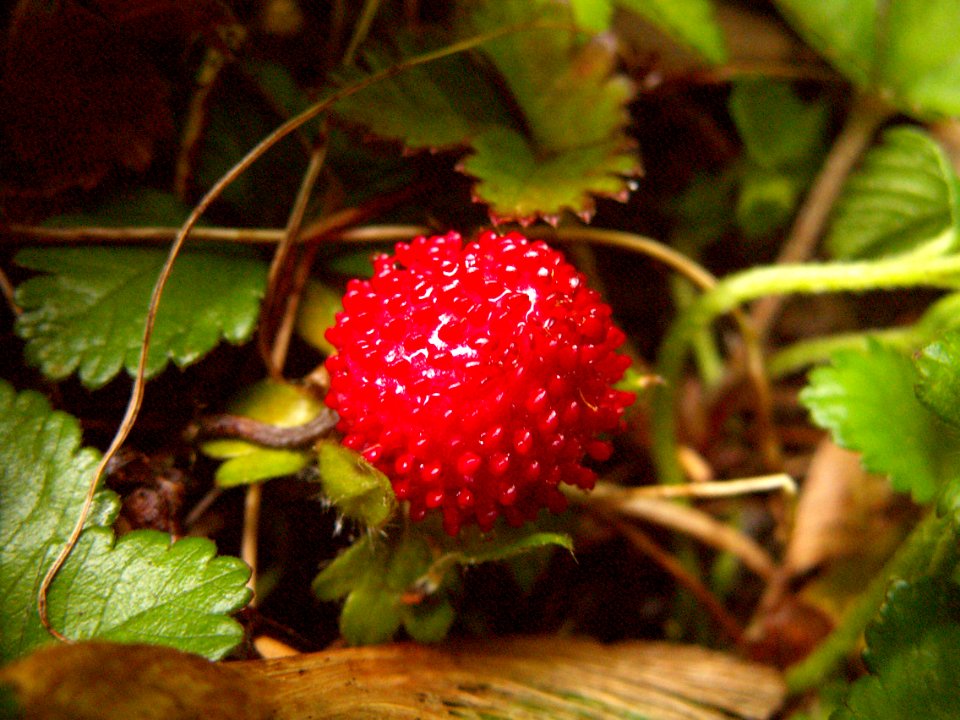 Duchesnea indica, 2015-05-29, Mount Lebanon, 04