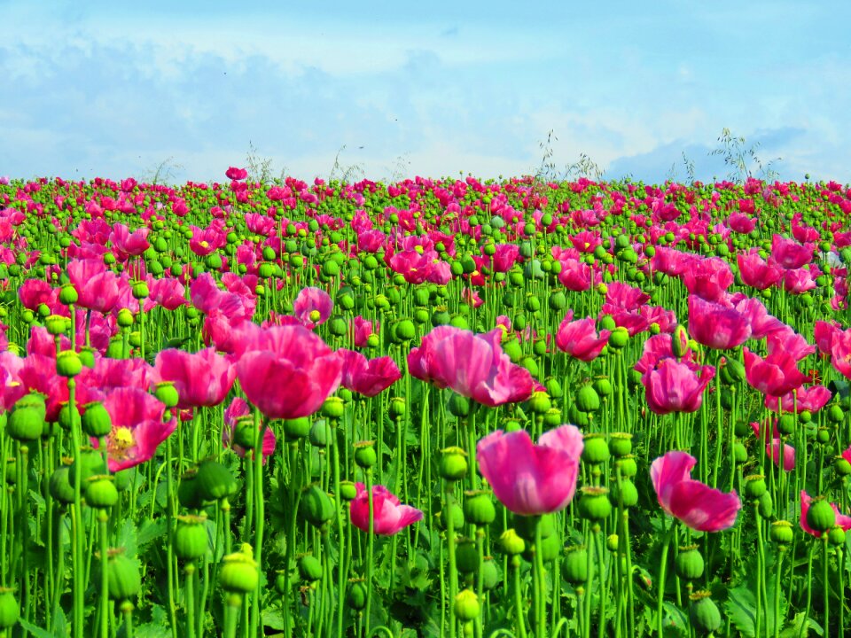 Field of poppies poppy flower poppies
