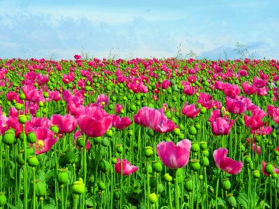 Field of poppies poppy flower poppies photo