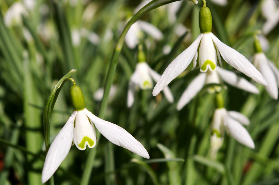 Signs of spring nature white