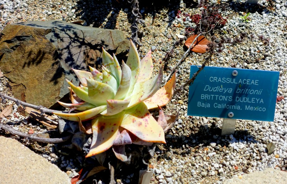 Dudleya brittonii - Mildred E. Mathias Botanical Garden - University of California, Los Angeles - DSC02925