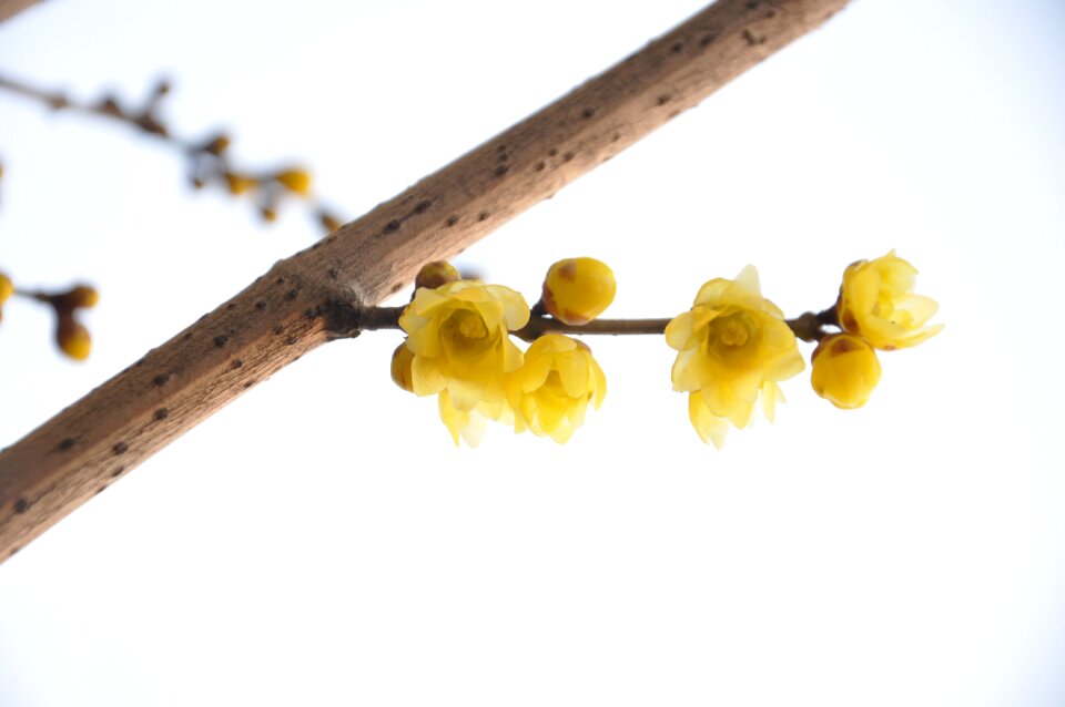 Plum blossom winter image