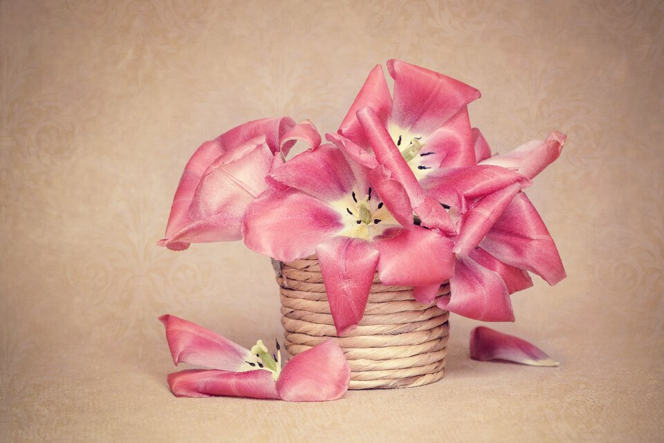 Petals spring flower schnittblume