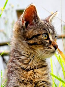 Head domestic cat tomcat